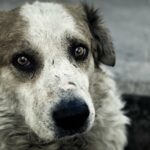 Ausgesetzte Hunde können ein echtes Trauma und PTSD erleiden