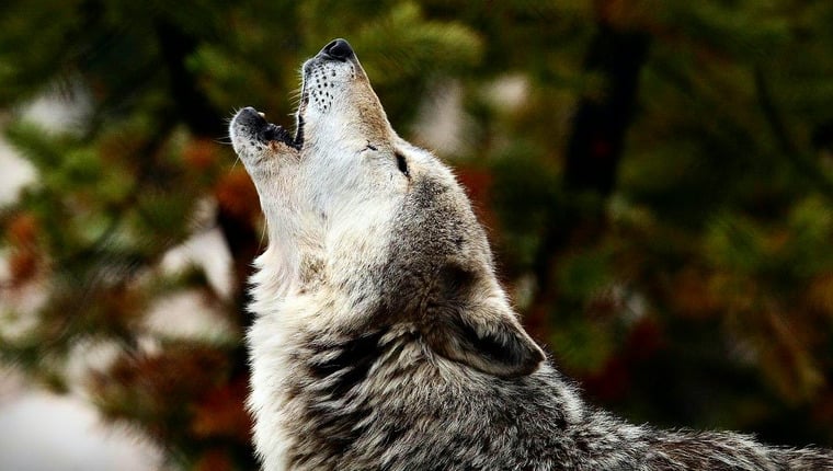 Forscher zeichnen Hunde auf, die auf Wolfsgeheul reagieren