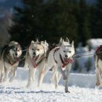 Michigan Sled Dog Races wegen schlechten Wetters abgesagt