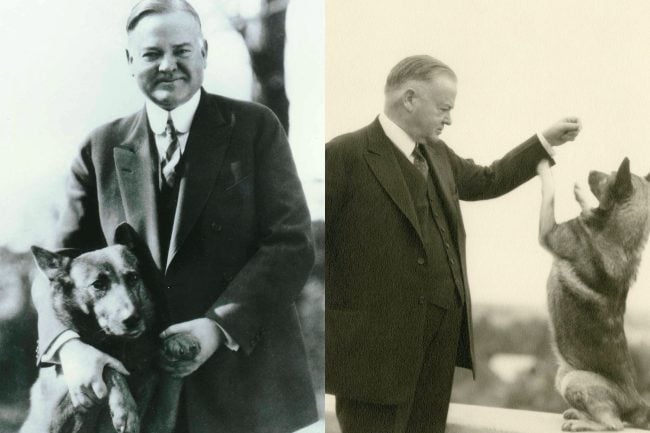 Herbert Hoover und Hunde