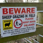 „Außer Kontrolle“: In Dartmoor greifen Hunde Schafe an