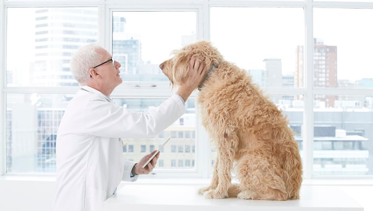 Ein neuer Krebserkennungstest für Hunde verspricht schnellere und frühere Ergebnisse
