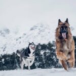 Die Top 10 Hunderassen für Wolfsliebhaber