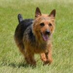 Australian Terrier überrascht die Richter des Trickhundewettbewerbs von AKC