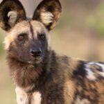 UK Zoo begrüßt drei afrikanische Wildhunde im Zuchtangebot