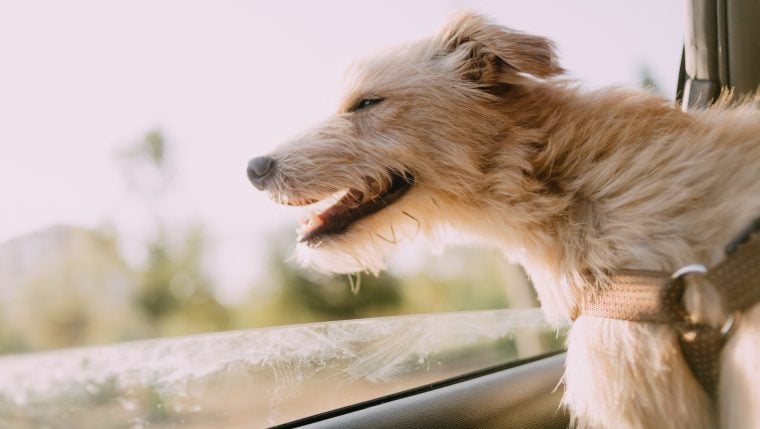 Florida Bill zielt darauf ab, Hunden zu verbieten, Köpfe aus Autofenstern zu stecken
