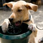 Hund wird auf „einzigartige Weise“ viral, weil er Wasser trinkt