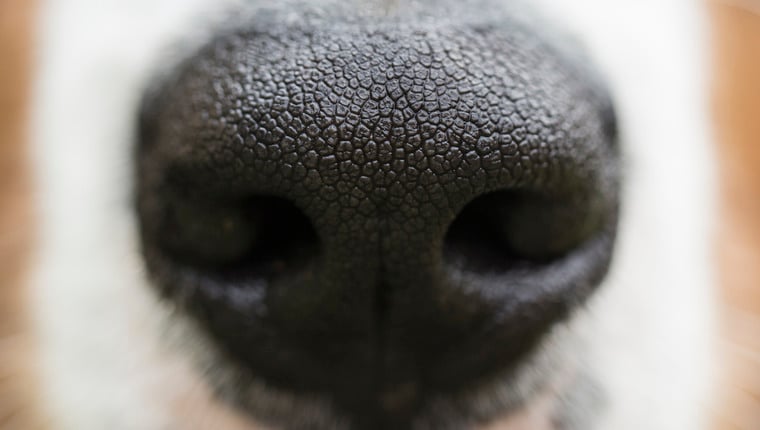 Forscher trainieren Hunde, um Chronic Wasting Disease zu finden