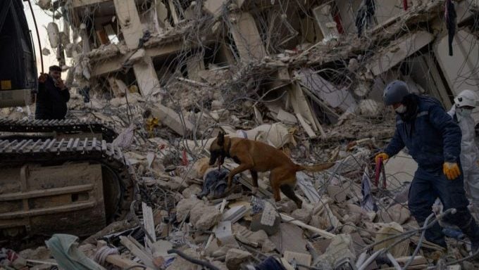 Hund aus Erdbeben-Türkei gezogen