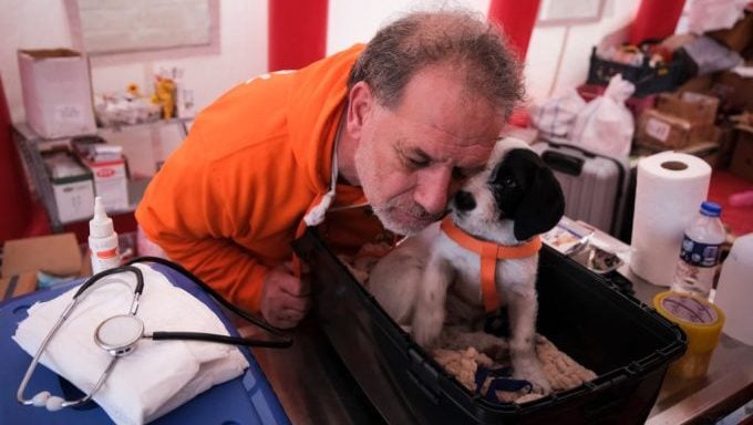 Retter retten Hunde Erdbeben in der Türkei