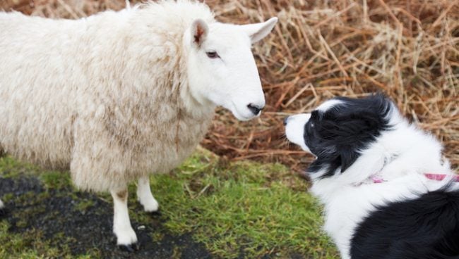 Schaf und Hund