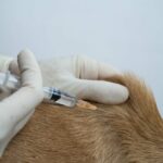 Chicago hat einen Mangel an Influenza-Impfstoffen für Hunde