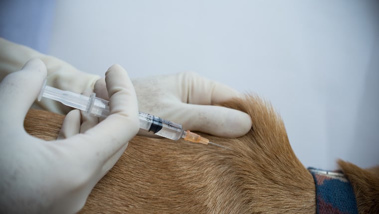 Chicago hat einen Mangel an Influenza-Impfstoffen für Hunde