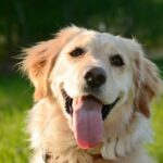 Hund hält Guinness-Weltrekord für die längste Zunge