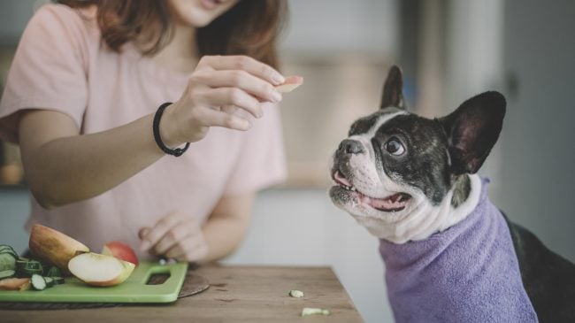 Französische Bulldogge, die Apfelscheiben isst