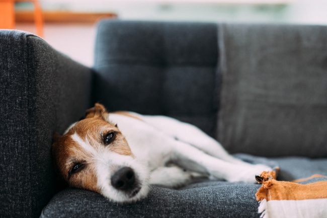 Dürfen Hunde Karamelläpfel essen?