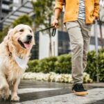 Welche Dog-Walking-App ist besser für Hundebesitzer?