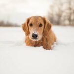 Vermisster Hund nach 19 Tagen Abwesenheit in einem Schneesturm wieder mit Familie vereint