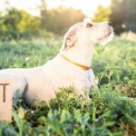 Kansas Animal Shelter führt „Name Your Price“-Adoptionen ein