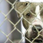 Virginia-Hund geht viral und wird schließlich aus dem Tierheim adoptiert