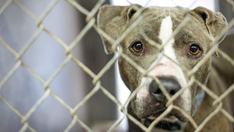 Virginia-Hund geht viral und wird schließlich aus dem Tierheim adoptiert
