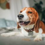 Verengung der Speiseröhre bei Hunden: Symptome, Ursachen und Behandlungen
