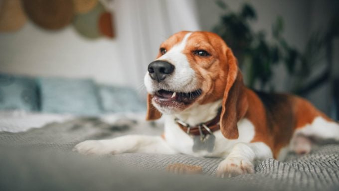 Verengung der Speiseröhre bei Hunden: Symptome, Ursachen und Behandlungen