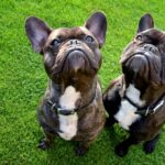 Französische Bulldogge wird zur beliebtesten Hunderasse