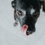 Purina weitet den Rückruf von Hundefutter nach Vitamin-D-Bedenken aus