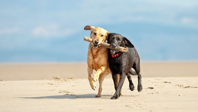 Forscher stellen sich vor, was Hunde ohne Menschen tun würden
