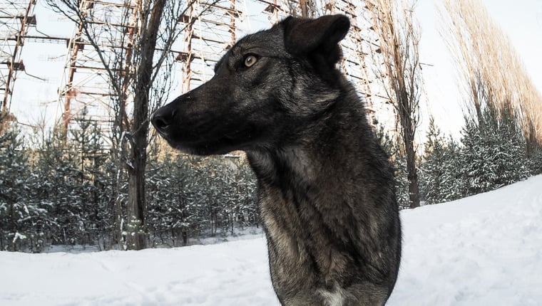 Hunde in Tschernobyl sind genetisch verschieden