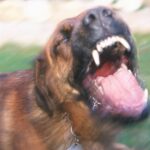 Tödlicher Hundeangriff in Texas nach „aggressivem Training“