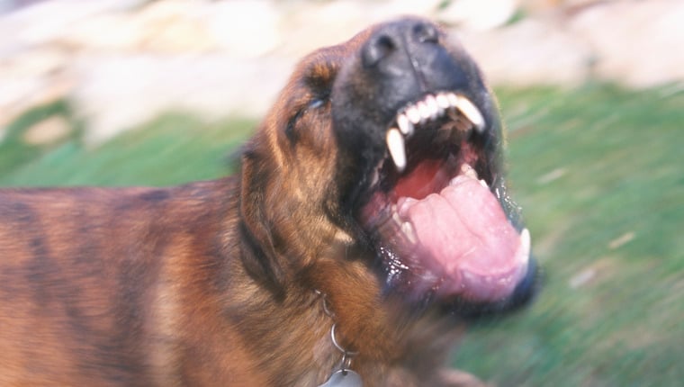 Tödlicher Hundeangriff in Texas nach „aggressivem Training“