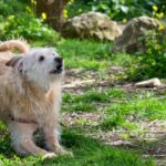 Rettungshund rettet Besitzer fünf Wochen nach Adoption das Leben