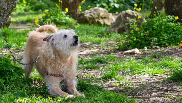 Rettungshund rettet Besitzer fünf Wochen nach Adoption das Leben