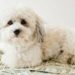 Die reichsten Hunde der Welt von Conchita bis Jiffpom