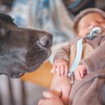Ihren Hund an ein neues Baby gewöhnen – Dinge zu tun