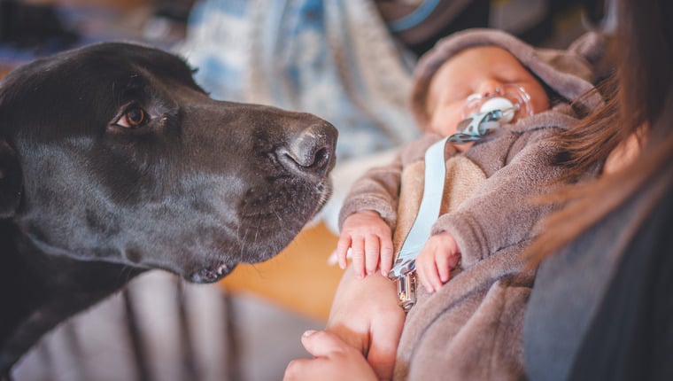 Ihren Hund an ein neues Baby gewöhnen – Dinge zu tun
