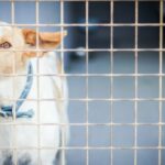 Ehemaliger AKC-Richter wegen Tierquälerei untersucht