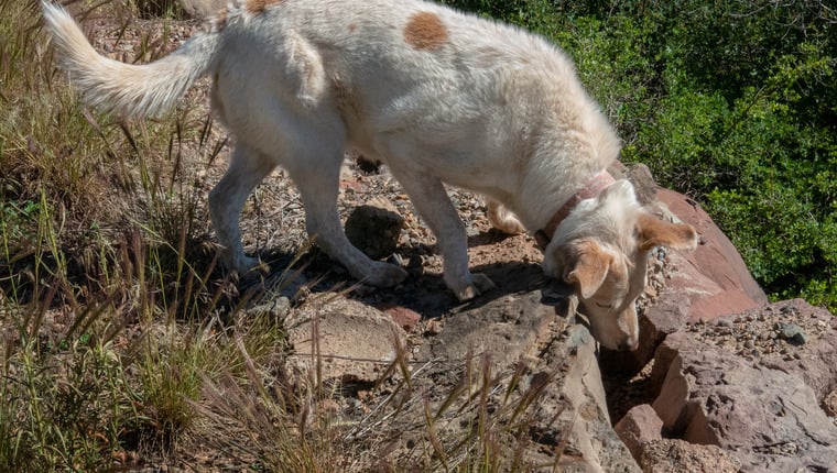 Von Hund entdecktes Fossil wird ausgestellt