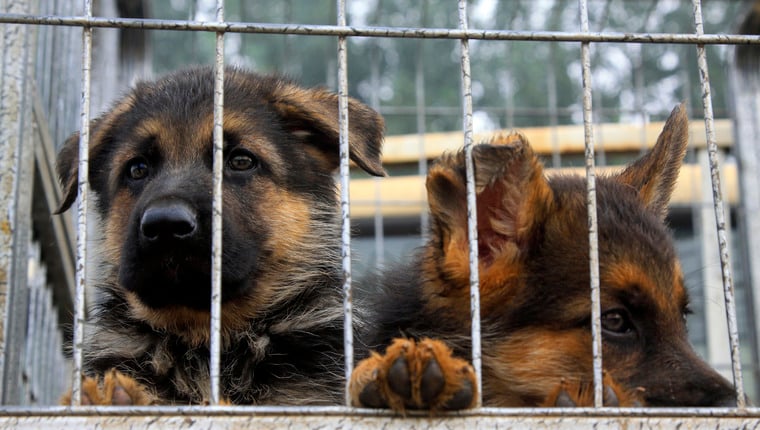 Drei Hunde, die aus dem Handel mit Hundefleisch gerettet wurden, beginnen ein neues Leben