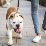 5 Gründe, warum Sie Ihren Hund immer anleinen sollten