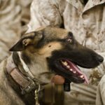 Afghanistan Military Dog Set für die Wiedervereinigung mit dem Besitzer