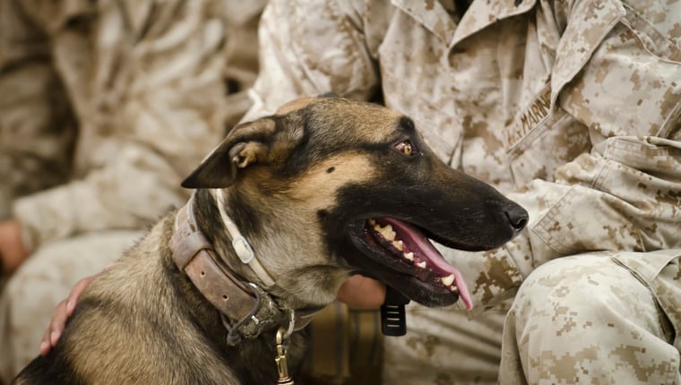 Afghanistan Military Dog Set für die Wiedervereinigung mit dem Besitzer