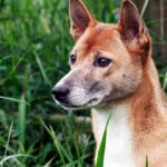 Großbritanniens letzter singender Hund aus Neuguinea stirbt im Zoo