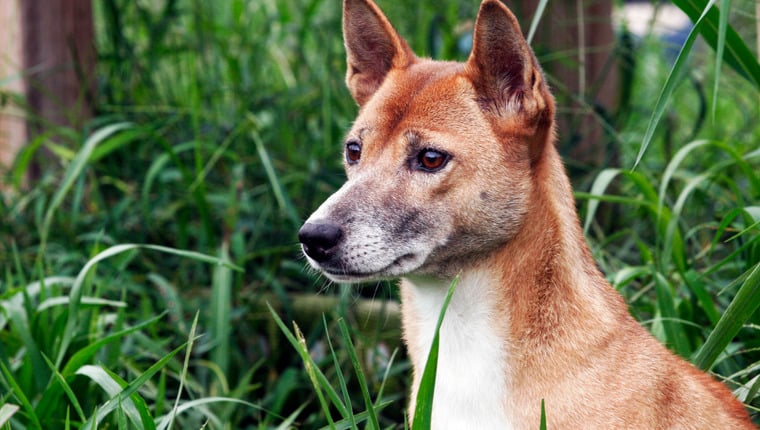 Großbritanniens letzter singender Hund aus Neuguinea stirbt im Zoo