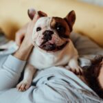 Ralphie der „Dämonenhund“ zum vierten Mal adoptiert