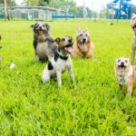 Burlington fragt Anwohner nach Hundeparks ohne Leine