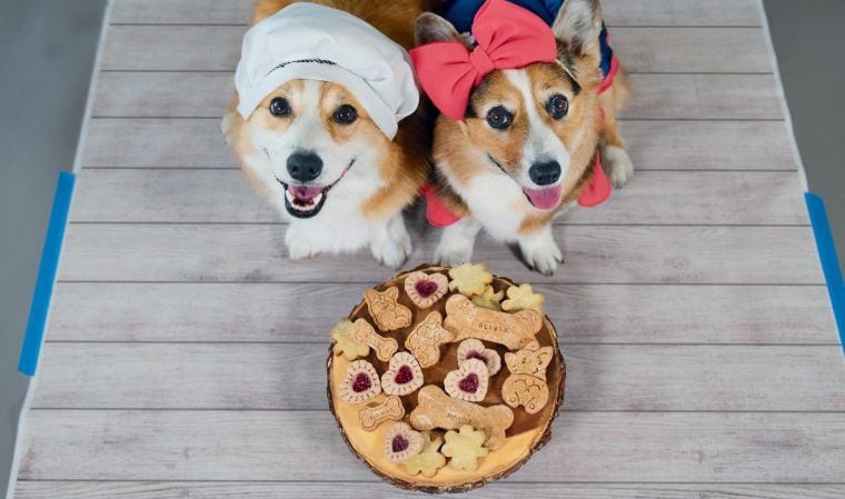 Corgis Hammy und Olivia veröffentlichen das Snackboard-Kochbuch „Barkcuterie“.