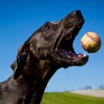 Diensthund fängt Homerun-Ball beim Frühjahrstrainingsspiel